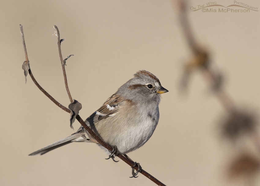 Antelope Island American Tree Sparrow