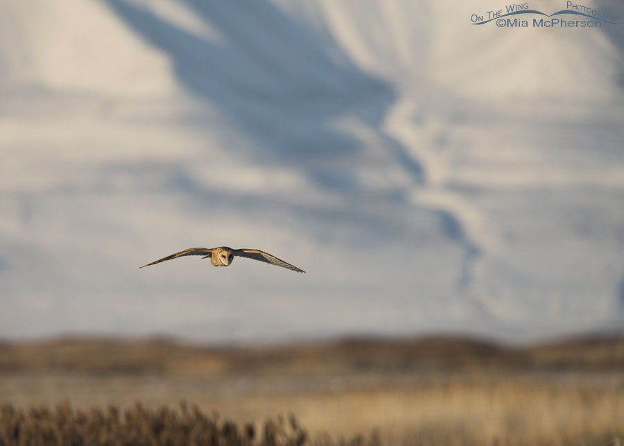 Barn Owl in flight on a bright winter morning