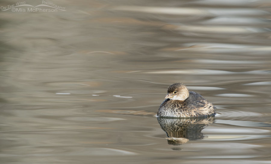 Pied-billed Grebe on silky water