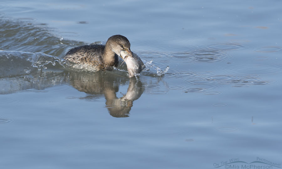 Pied-billed Grebe with a big fish