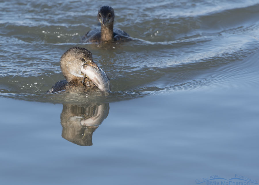Pied-billed Grebe about to be chased
