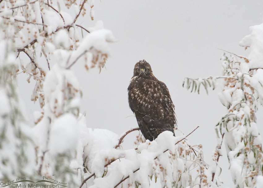 Red-tailed Hawk in a November blizzard