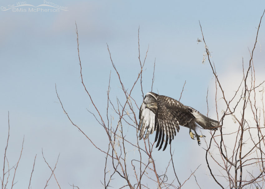 Immature Red-tailed Hawk right after lifting off