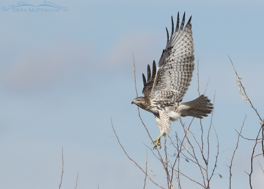 Immature Red-tailed Hawk gaining altitude in flight