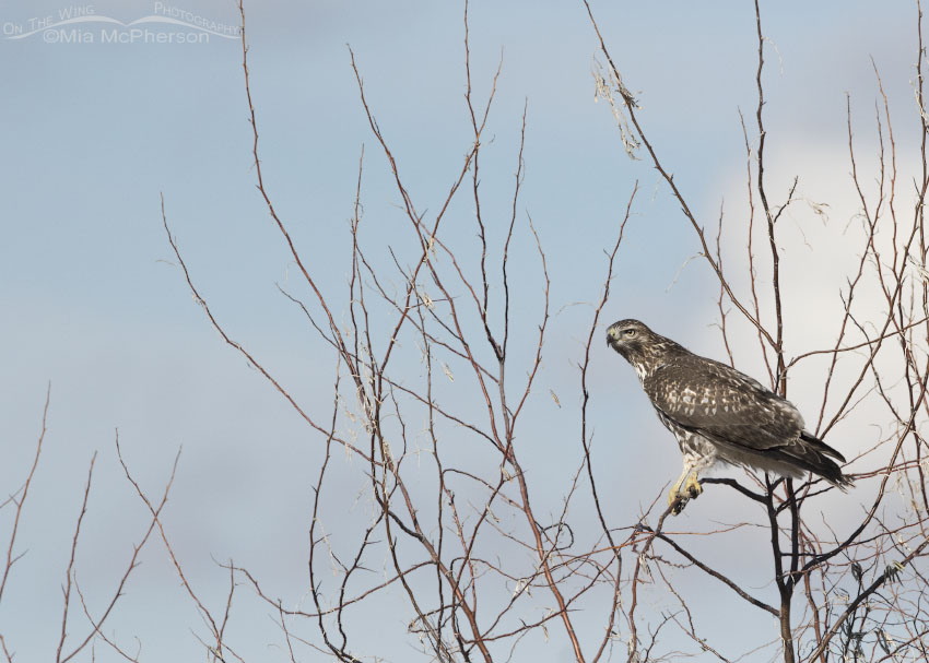 Immature Red-tailed Hawk perched on a thin branch