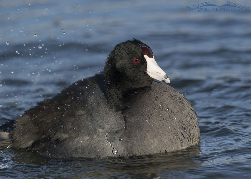 Adult American Coot bathing in a pond