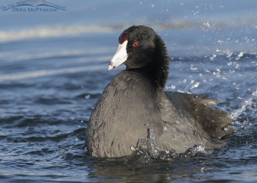 Bathing adult American Coot