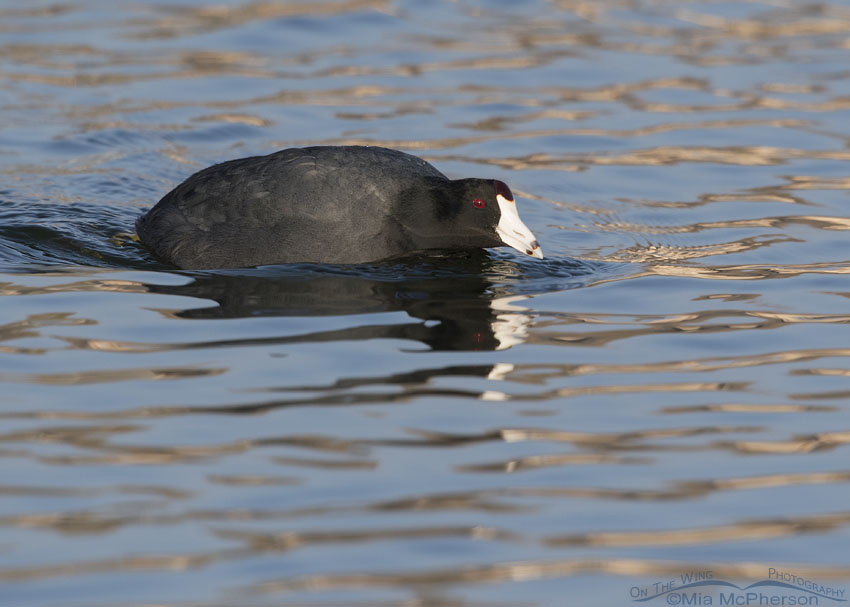 American Coot patrolling a pond