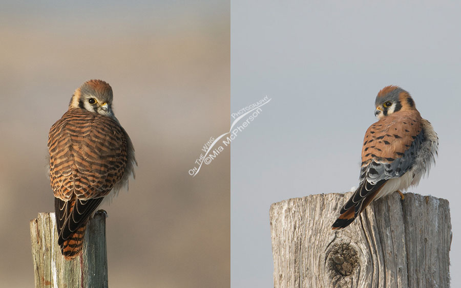 Female and Male American Kestrel Comparison, Farmington Bay WMA, Davis County, Utah