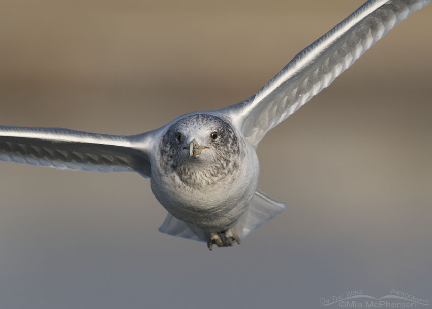 Close up California Gull in flight