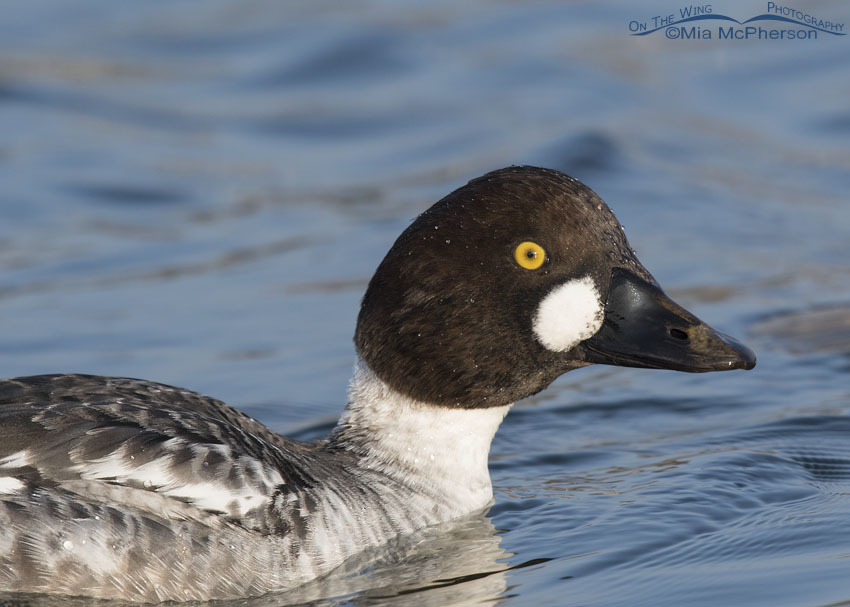 Close up of a first winter Common Goldeneye drake