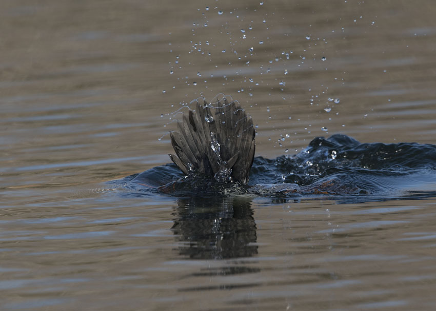 Common Goldeneye tail flinging water