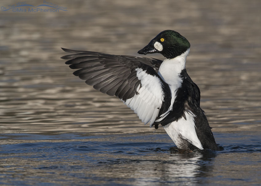 Male Common Goldeneye flapping his wings