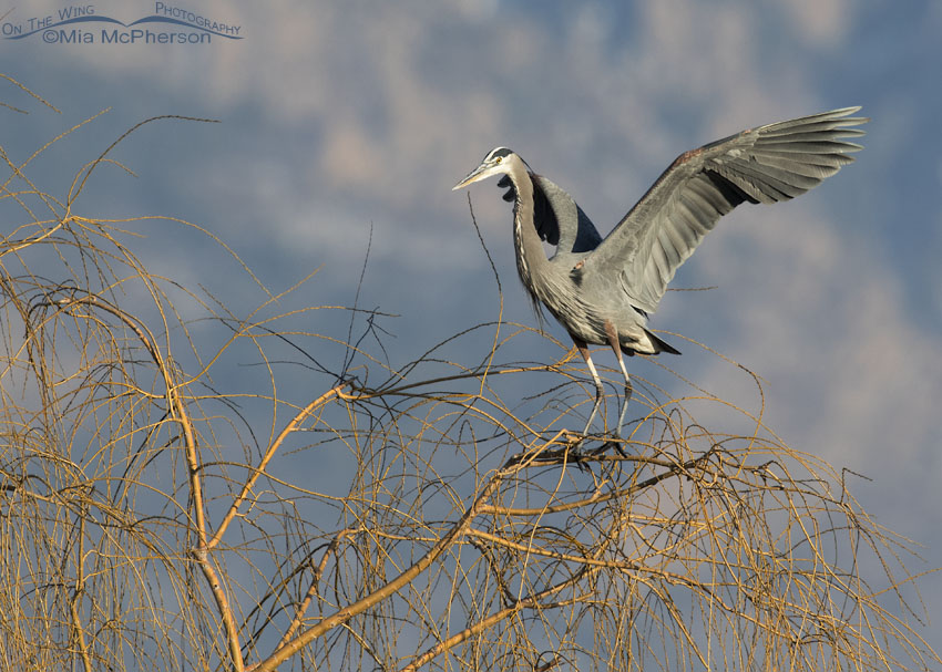 Great Blue Heron landing on a Willow