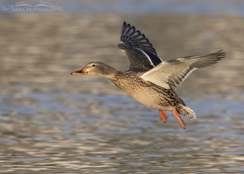 Mallard Hen flying over a pond in golden afternoon light