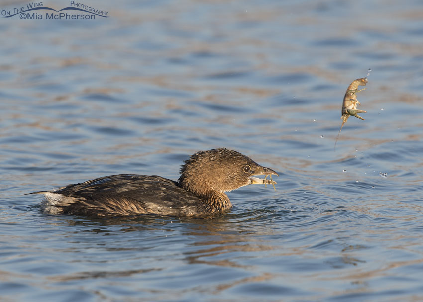 Pied-billed Grebe with Crayfish in mid air