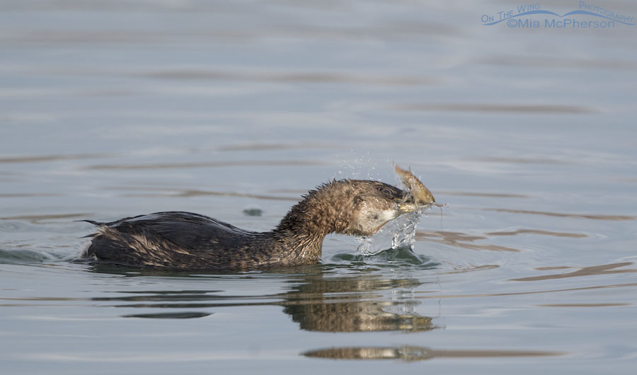 Pied-billed Grebe tearing the legs off of a crayfish