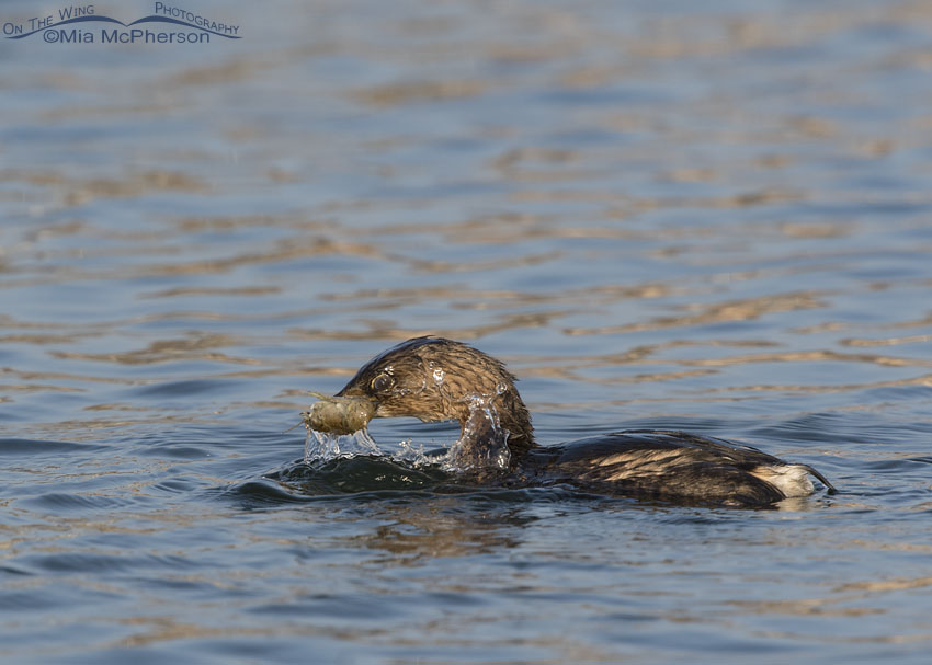 Pied-billed Grebe surfacing with a crayfish