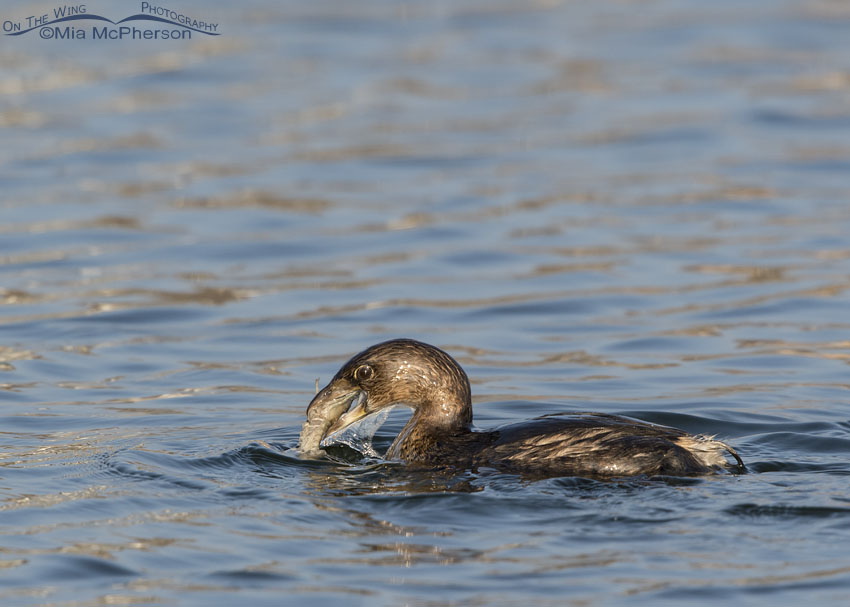 Pied-billed Grebe with a crayfish in it's bill