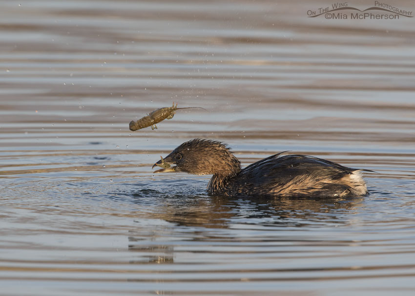 Pied-billed Grebe tossing a crayfish into the air