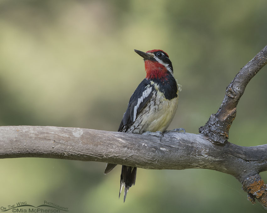 Perched male Red-naped Sapsucker in Idaho