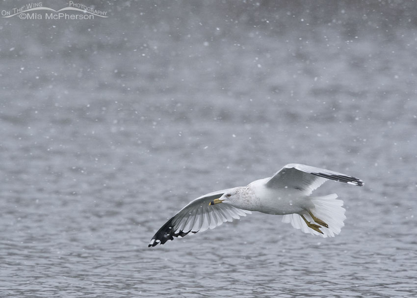 Ring-billed Gull in flight in a snow storm