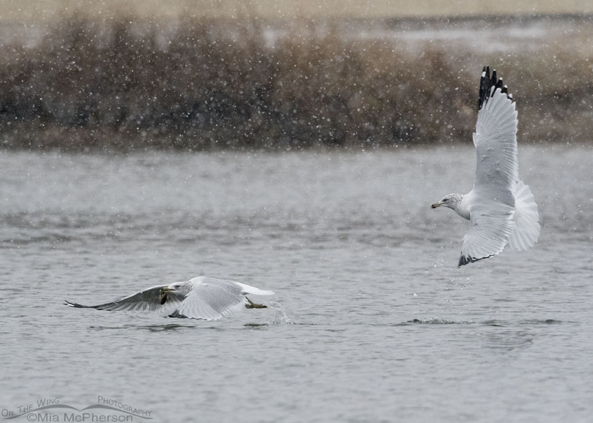 Ring-billed Gull skirmish in a snow storm