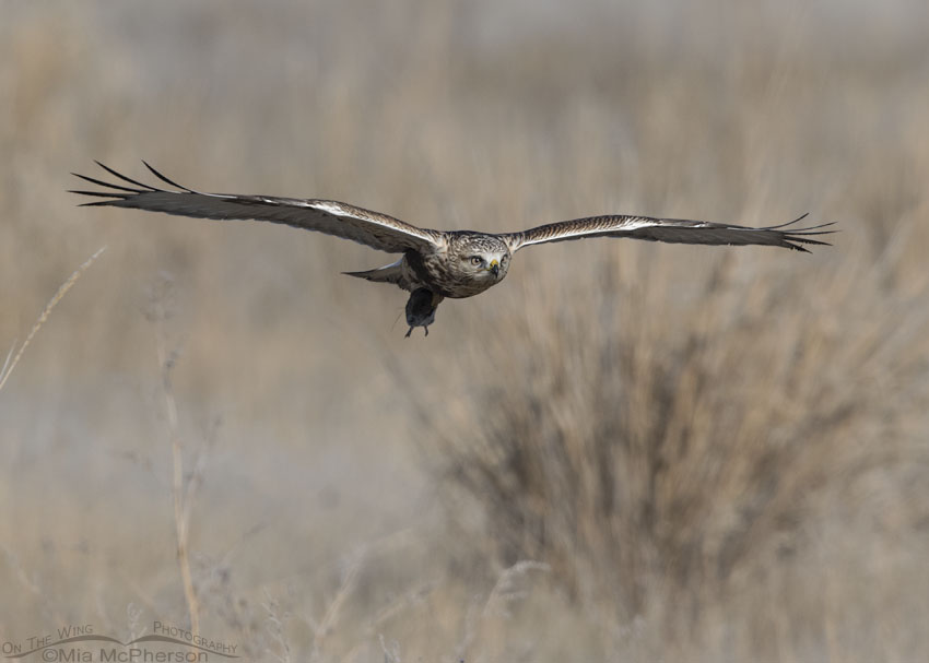 Immature Rough-legged Hawk in flight with prey