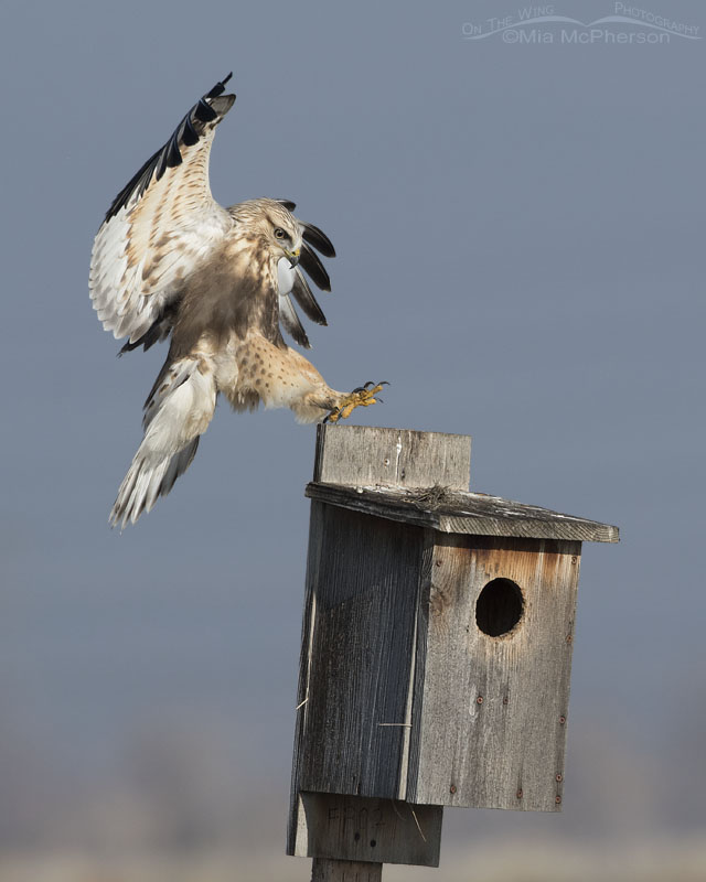 Immature Rough-legged Hawk's pin point landing on nest box