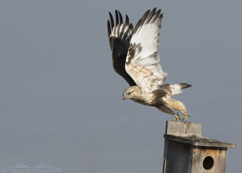 Immature Rough-legged Hawk lifting off from a nest box