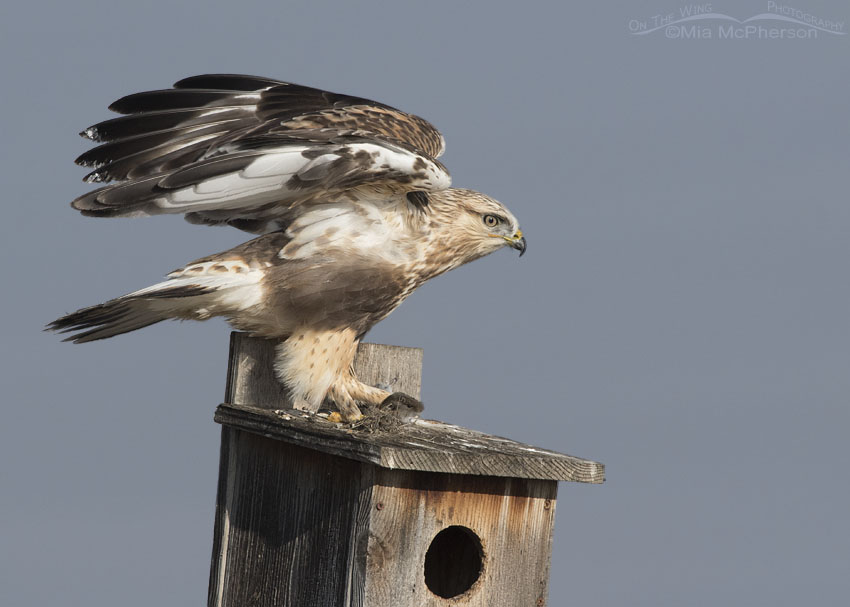 Immature Rough-legged Hawk on nest box with lunch