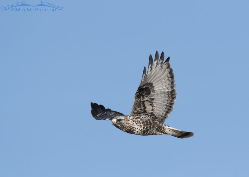 Male Rough-legged Hawk in flight in a clear blue sky