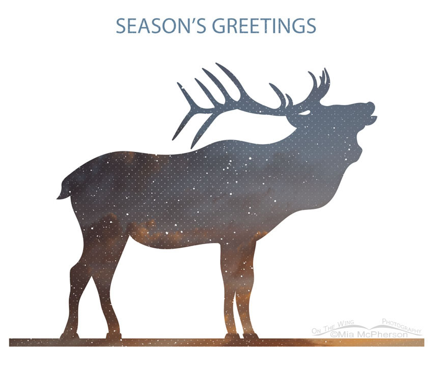 Seasons Greetings From On The Wing Photography