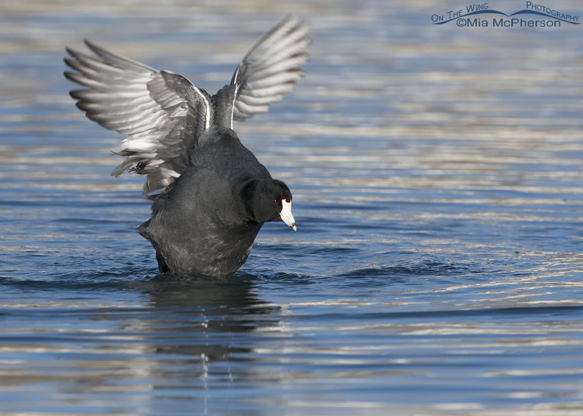 American Coot shaking its wings after taking a bath