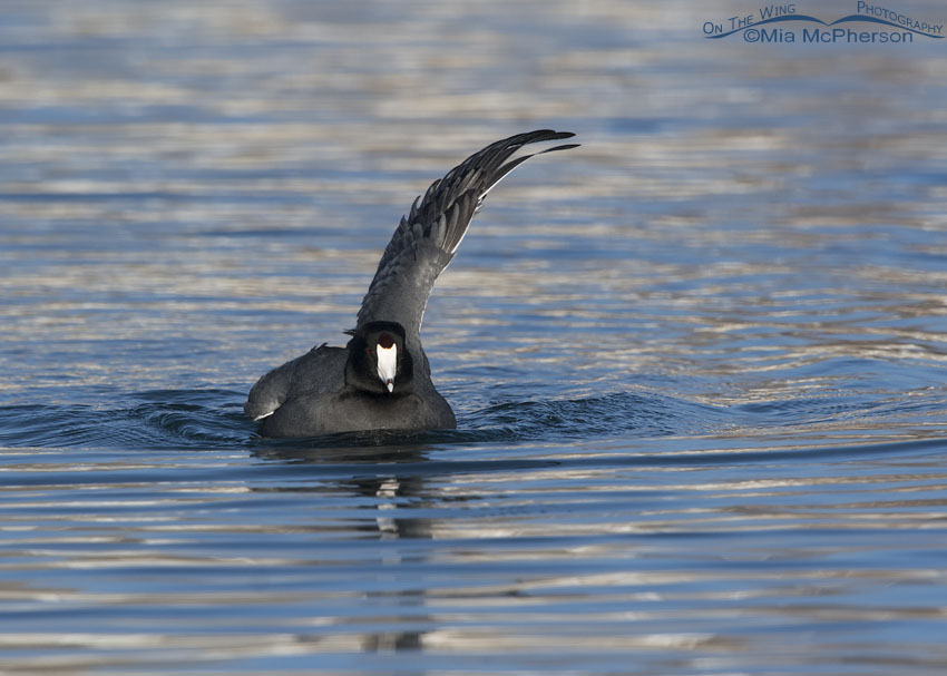 American Coot with one wing raised after taking a bath