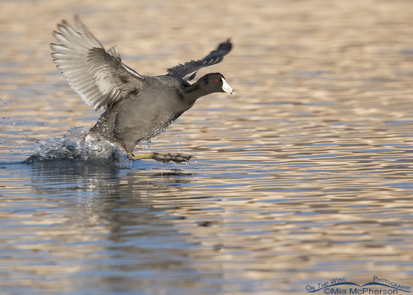 American Coot chasing another coot out of its territory