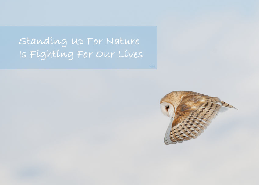 Barn Owl in flight - Standing Up for Nature