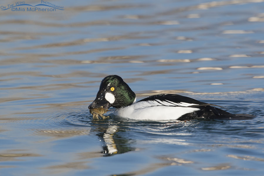 Common Goldeneye male with a crayfish in his bill