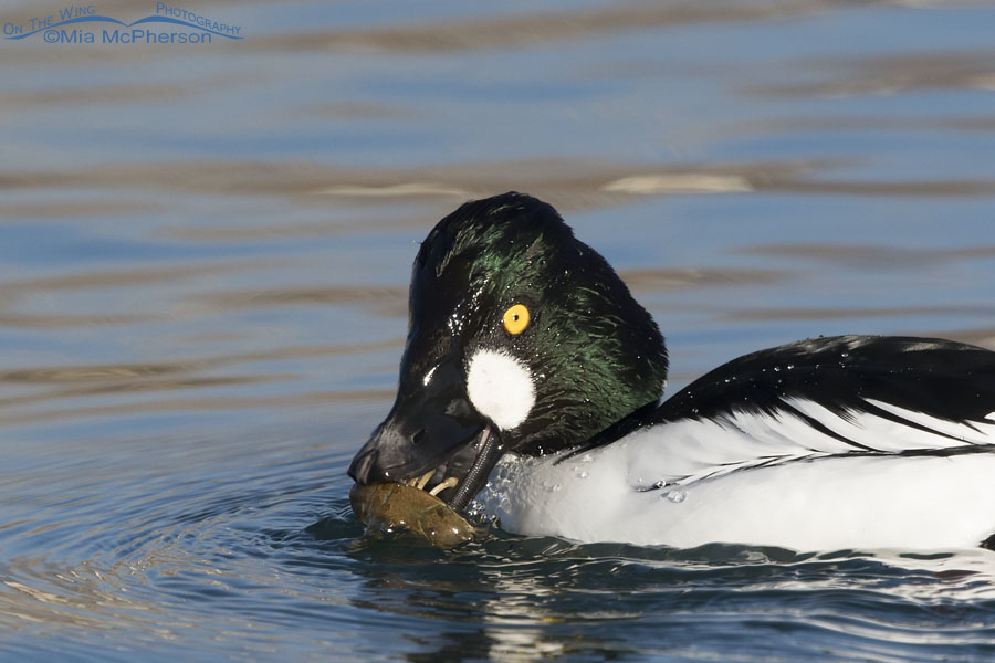 Close up view of a drake Common Goldeneye with a crayfish and lamellae