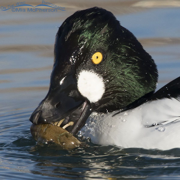 Closer view of the lamellae of a Common Goldeneye