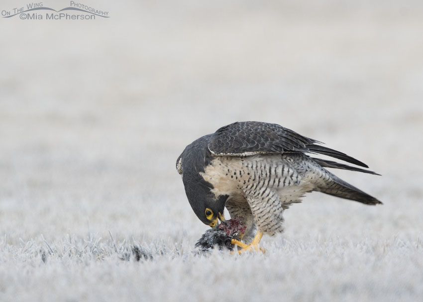 Peregrine Falcon tearing into a frozen American Coot