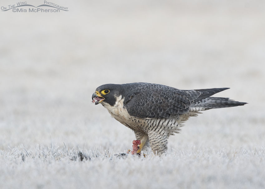 Peregrine Falcon consuming prey