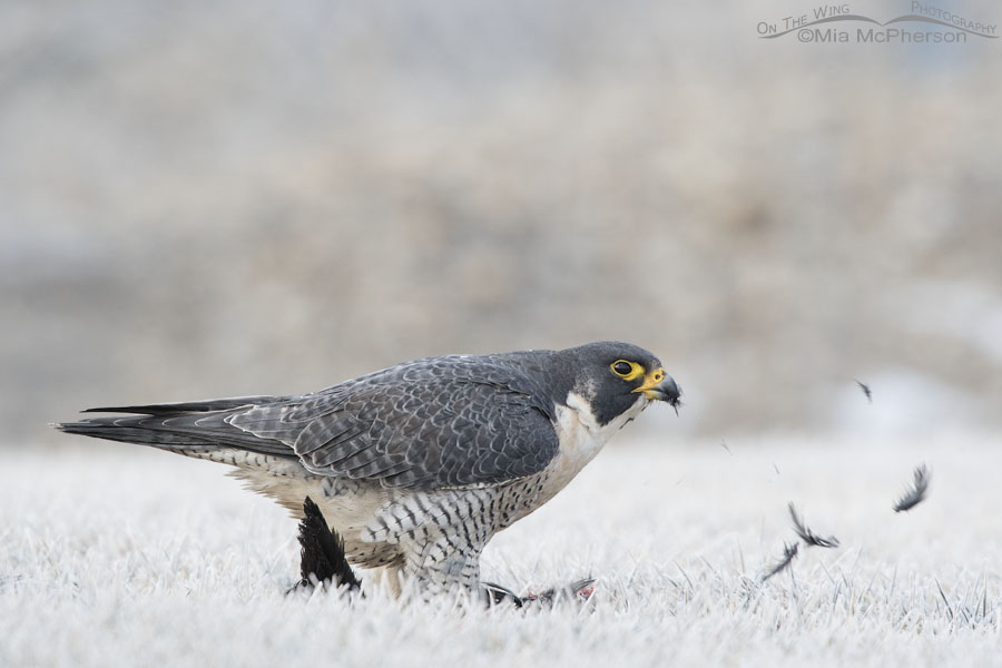 Peregrine Falcon with coot feathers flying