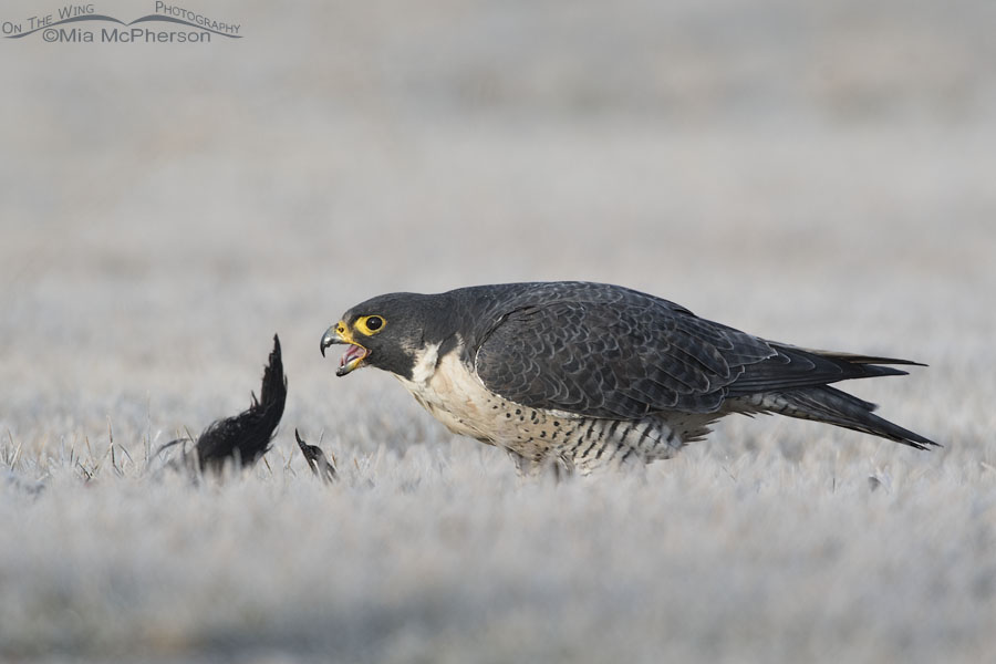 Peregrine Falcon on prey
