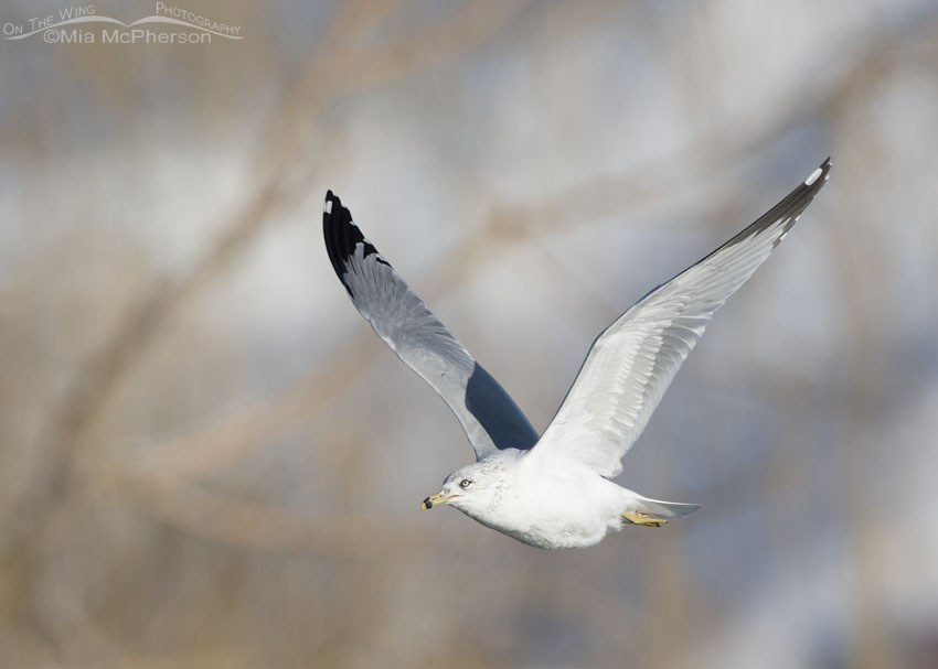 Ring-billed Gull in flight in late afternoon light