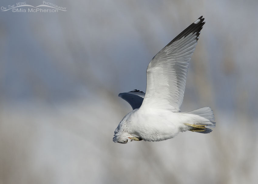 Preening Ring-billed Gull in flight