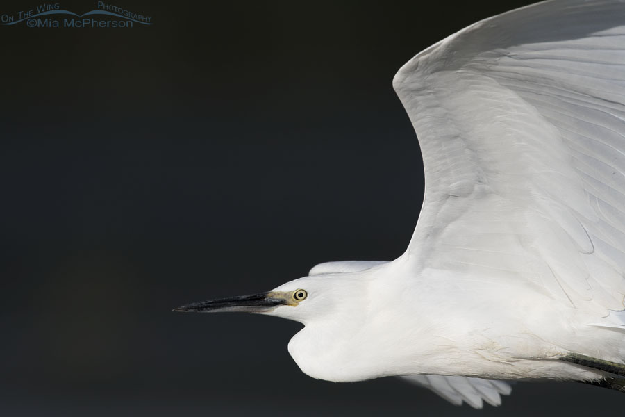 Snowy Egret close up flyby