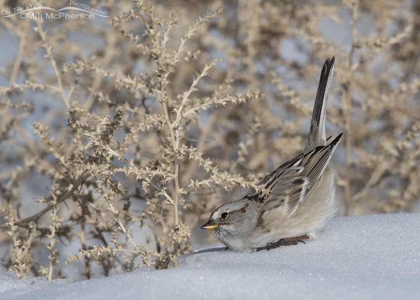 American Tree Sparrow hunting for food