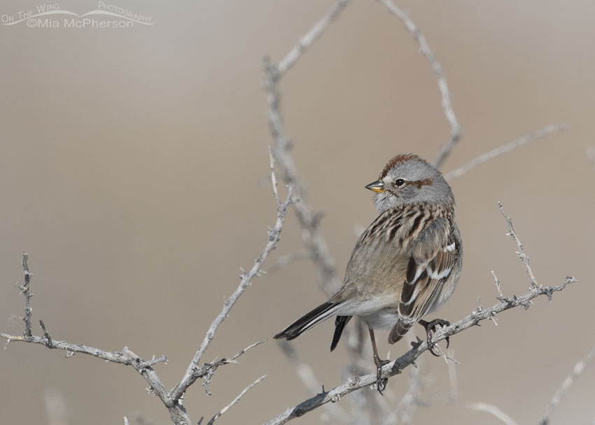 American Tree Sparrow perched out in the open
