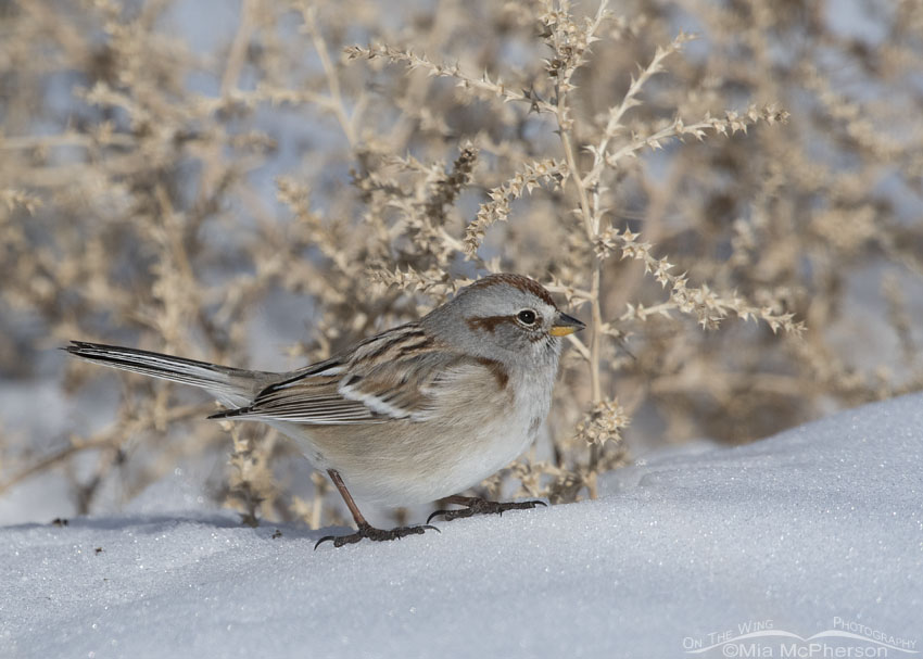 American Tree Sparrow on a bright winter day